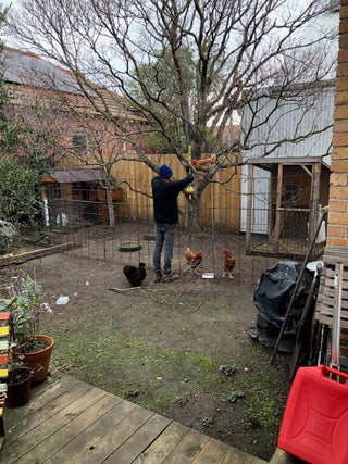 Maker in the studio yard with chickens beside the workshop and garden