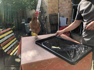 Tray of Off to See the Wizard stainless steel serving pieces being carried through the studio yard with a chicken nearby